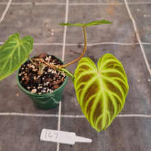 Load image into Gallery viewer, #167 Philodendron Verrucosum