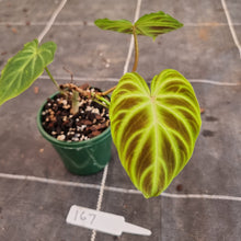 Load image into Gallery viewer, #167 Philodendron Verrucosum