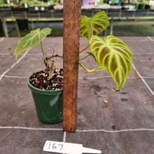 Load image into Gallery viewer, #167 Philodendron Verrucosum