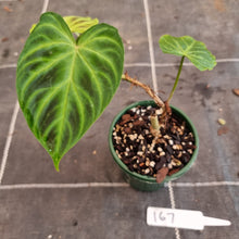 Load image into Gallery viewer, #167 Philodendron Verrucosum
