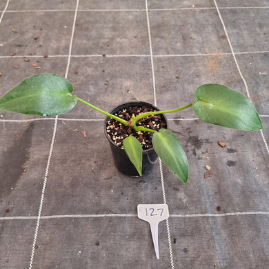 #127 Philodendron Rugosum - Aberrant Form - Base Cutting with shoot