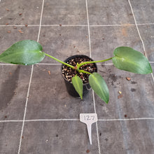 Load image into Gallery viewer, #127 Philodendron Rugosum - Aberrant Form - Base Cutting with shoot