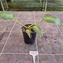Load image into Gallery viewer, #127 Philodendron Rugosum - Aberrant Form - Base Cutting with shoot