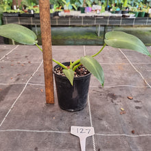 Load image into Gallery viewer, #127 Philodendron Rugosum - Aberrant Form - Base Cutting with shoot