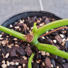 Load image into Gallery viewer, #127 Philodendron Rugosum - Aberrant Form - Base Cutting with shoot