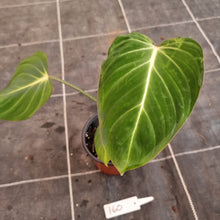 Load image into Gallery viewer, #160 Philodendron Gloriosum