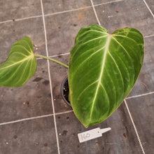 Load image into Gallery viewer, #160 Philodendron Gloriosum