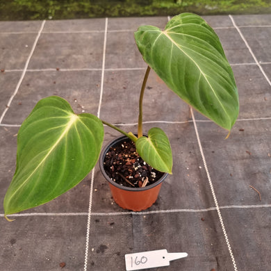 #160 Philodendron Gloriosum