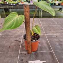 Load image into Gallery viewer, #160 Philodendron Gloriosum