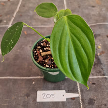 Load image into Gallery viewer, #205 Philodendron Eximium