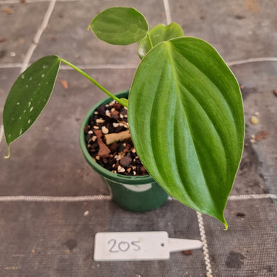 #205 Philodendron Eximium