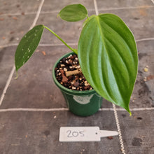 Load image into Gallery viewer, #205 Philodendron Eximium