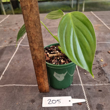 Load image into Gallery viewer, #205 Philodendron Eximium