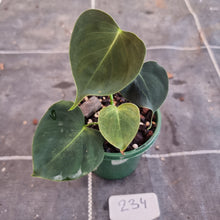 Load image into Gallery viewer, #234 Philodendron Lupinum