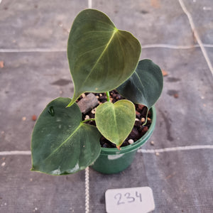 #234 Philodendron Lupinum