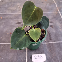 Load image into Gallery viewer, #234 Philodendron Lupinum