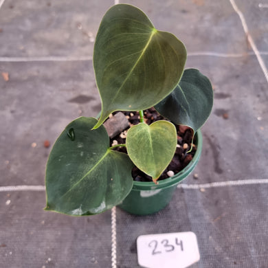 #234 Philodendron Lupinum