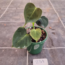 Load image into Gallery viewer, #234 Philodendron Lupinum