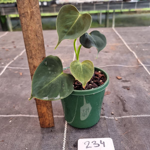 #234 Philodendron Lupinum