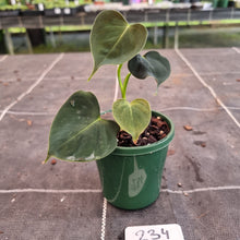 Load image into Gallery viewer, #234 Philodendron Lupinum