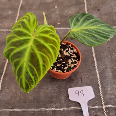 #98 Philodendron Verrucosum