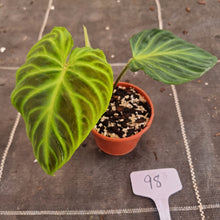 Load image into Gallery viewer, #98 Philodendron Verrucosum