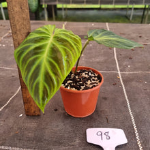 Load image into Gallery viewer, #98 Philodendron Verrucosum