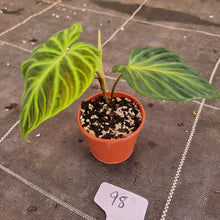 Load image into Gallery viewer, #98 Philodendron Verrucosum