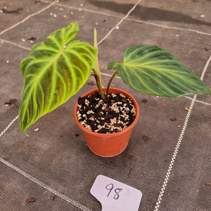 #98 Philodendron Verrucosum