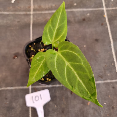 #101 Anthurium Magnificum Hybrid x