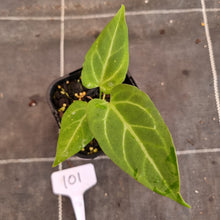 Load image into Gallery viewer, #101 Anthurium Magnificum Hybrid x