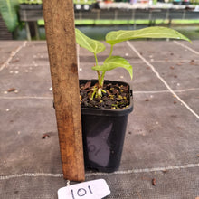 Load image into Gallery viewer, #101 Anthurium Magnificum Hybrid x