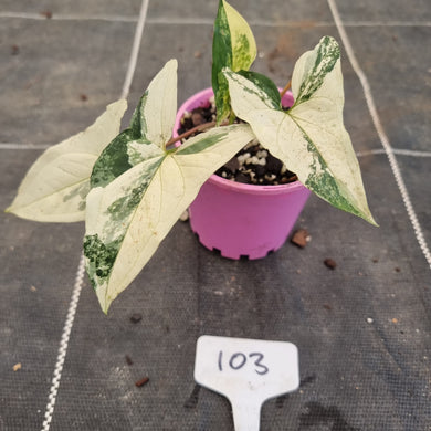 #103 Syngonium 'Fantasy'