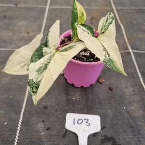 #103 Syngonium 'Fantasy'