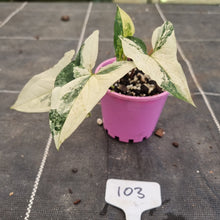 Load image into Gallery viewer, #103 Syngonium &#39;Fantasy&#39;
