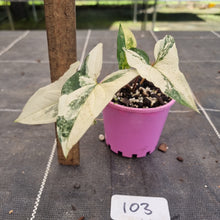 Load image into Gallery viewer, #103 Syngonium &#39;Fantasy&#39;
