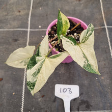 Load image into Gallery viewer, #103 Syngonium &#39;Fantasy&#39;