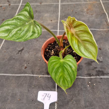 Load image into Gallery viewer, #74 Philodendron Plowmanii - Round Form
