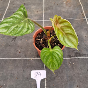 #74 Philodendron Plowmanii - Round Form