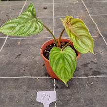 Load image into Gallery viewer, #74 Philodendron Plowmanii - Round Form