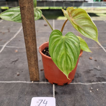 Load image into Gallery viewer, #74 Philodendron Plowmanii - Round Form