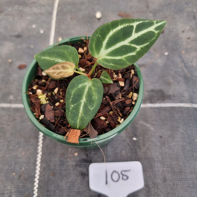#105 Dark Anthurium Crystallinum x