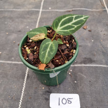 Load image into Gallery viewer, #105 Dark Anthurium Crystallinum x