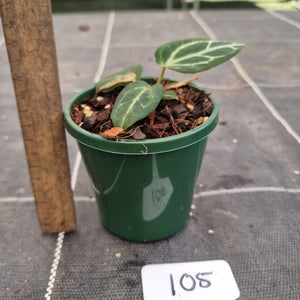 #105 Dark Anthurium Crystallinum x