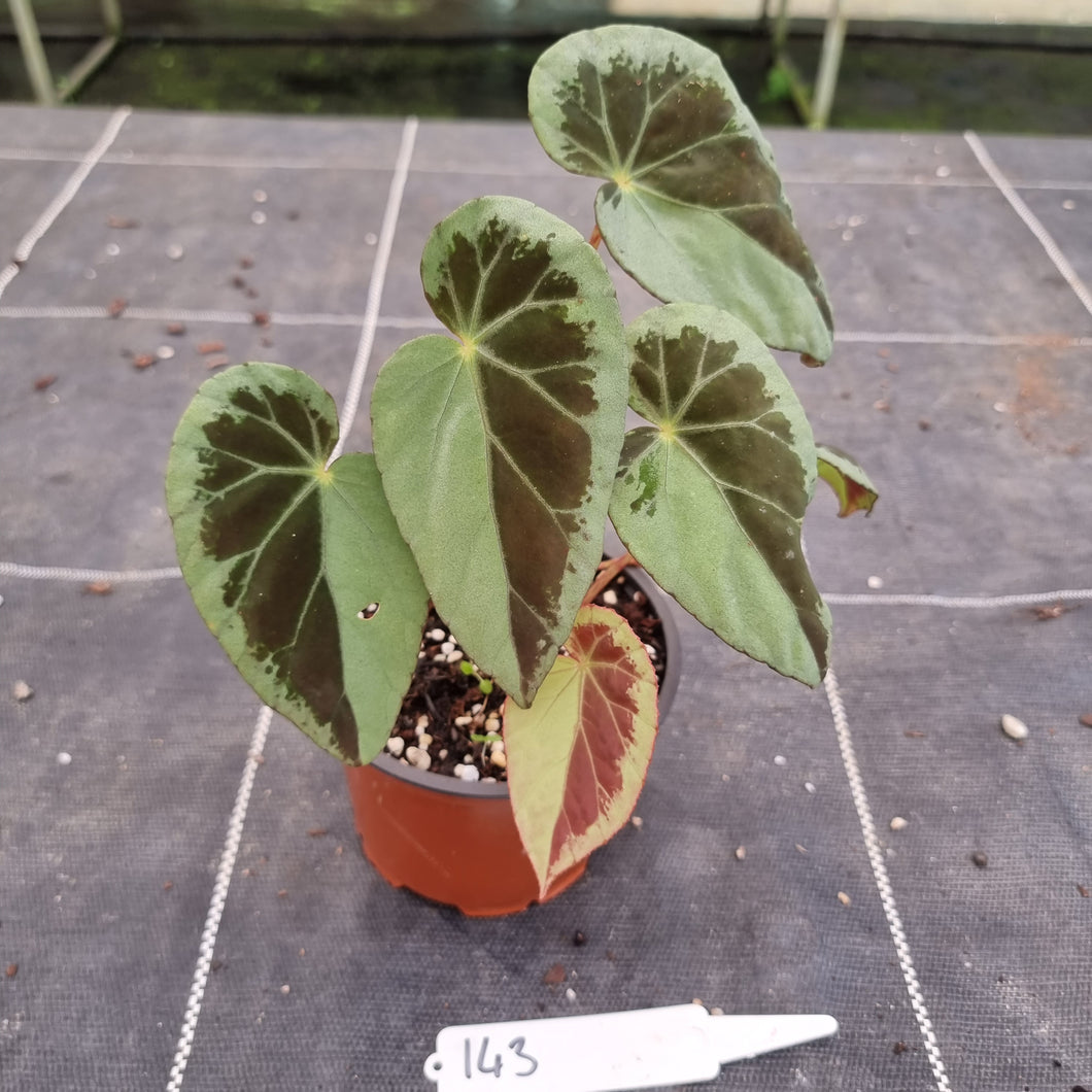 #143 Begonia Burkillii Silver Form