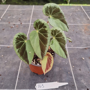 #143 Begonia Burkillii Silver Form