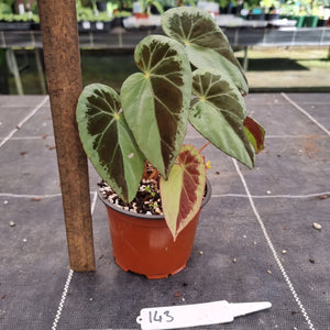 #143 Begonia Burkillii Silver Form