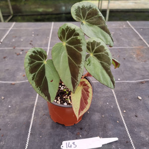 #143 Begonia Burkillii Silver Form