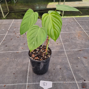 #81 Philodendron Eximium