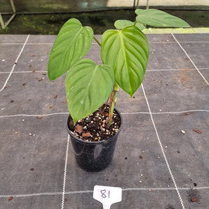 #81 Philodendron Eximium